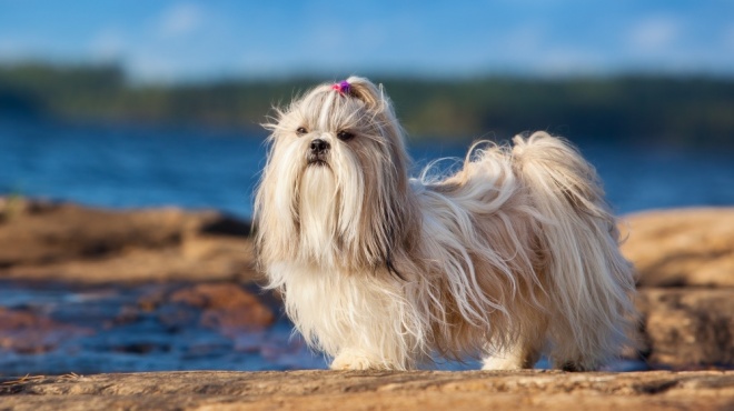 Shih Tzu