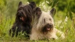 fiche de race du Skye terrier