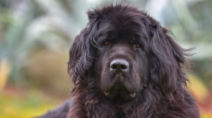 Du Clan De Cornaline, levage de Chien De Terre-neuve