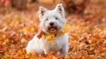 fiche de race du West highland white terrier