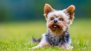 De Laspeyrires, levage de Yorkshire Terrier