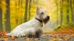 fiche de race du Scottish terrier