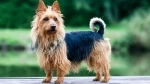 fiche de race du Terrier australien