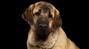 Acheter un chien Spanish mastiff adulte ou retrait d'levage
