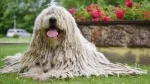 fiche de race du Komondor