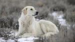 fiche de race du Kuvasz