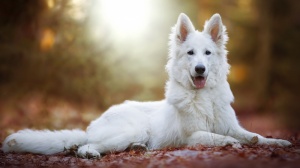 Du Mont De Sne, levage de Berger Blanc Suisse