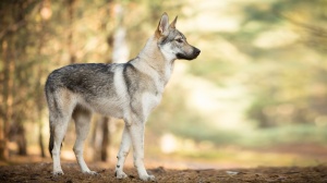 Elevages De Chien Loup Tchecoslovaque Czechoslovak Wolfdog En France