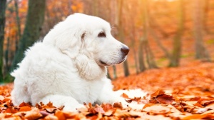 Eden De Jussy, levage de Chien De Berger Des Tatras