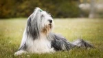 fiche de race du Bearded collie