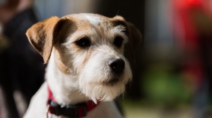 , levage de Parson Russell Terrier