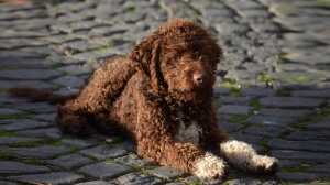 Les Coeurs D'alne, levage de Chien D'eau Espagnol