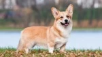 fiche de race du Welsh corgi pembroke