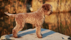 Les Landes Du Frau, levage de Chien D'eau Romagnol