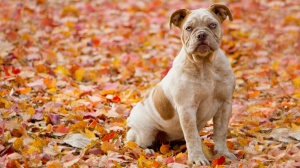 Adopter un chiot Old english bulldog