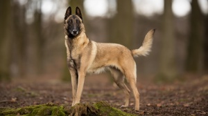 Royaume Du Diamant Noir, levage de Berger Belge Malinois