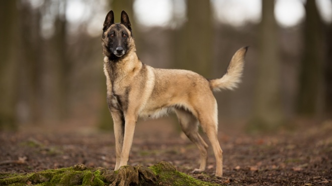 Berger Belge Malinois Origine Description Caract ristiques