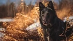 Berger belge groenendael