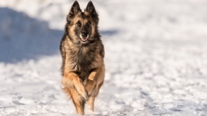 L'empire Des Loups Celtes, levage de Berger Belge Tervueren