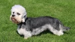 fiche de race du Dandie dinmont terrier