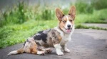 fiche de race du Welsh corgi cardigan