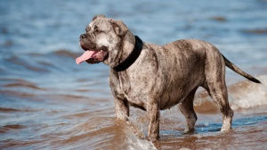 Sans Affixe, levage de Dogue De Majorque