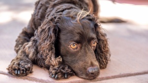 American water spaniel : Origine, Description, Prix, Sant, Entretien, Education