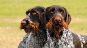 Adopter un chiot German wirehaired pointer