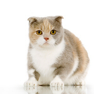 Prix Dun Scottish Fold