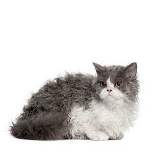 Elevages De Selkirk Rex Poil Long Selkirk Rex Longhair En France