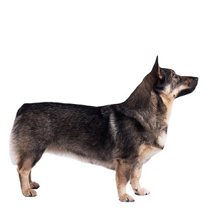 Elevages De Spitz Des Visigoths Vallhund Suédois