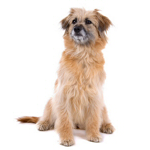 Elevages De Chien De Berger Des Pyrénées à Face Rase En France